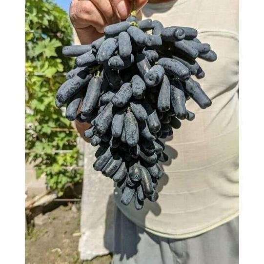 

Bibit Tanaman Buah Anggur Import Jenis Mondroop Sweet Saphire ATZ