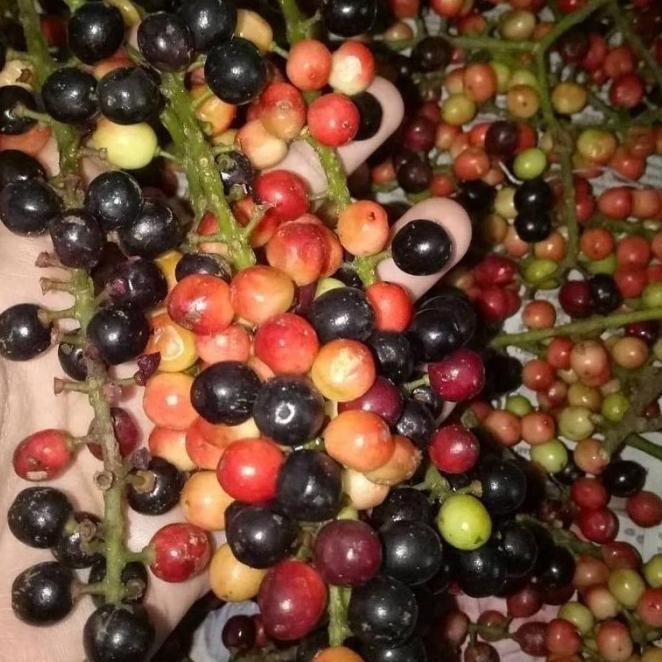 BARU DATANG Bibit Tanaman Buni / Buah Wuni / Bnay Fruit - Buah SEGAR ATZ