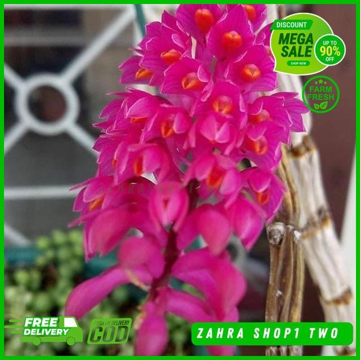 DENDROBIUM SECUNDUM ANGGREK SIKAT GIGI CEPAT PRODUK TERBAIK 