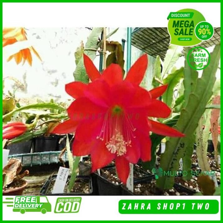 WIJAYA KUSUMA MERAH ACKERMANNII EPIPHYLLUM ORCHID CACTUS BUNGA BESAR CEPAT BEST SELLER 