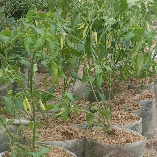 

fresh Tanaman cabe rawit