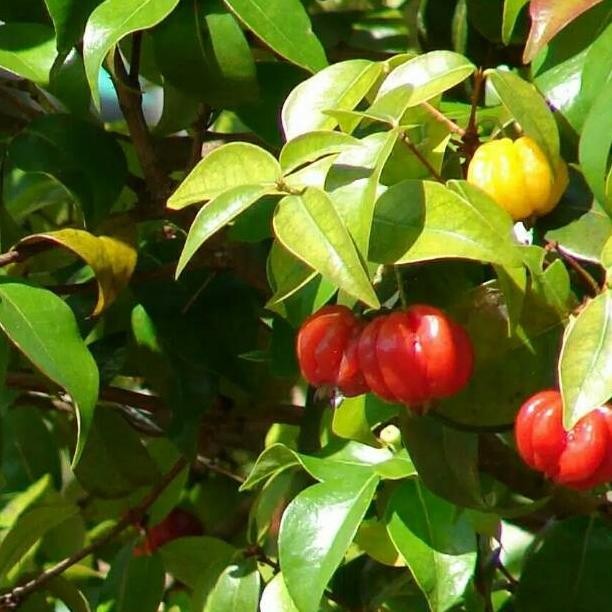 Bibit Tanaman Buah Cermai Merah / Dendaru Eugenia uniflora . bibit