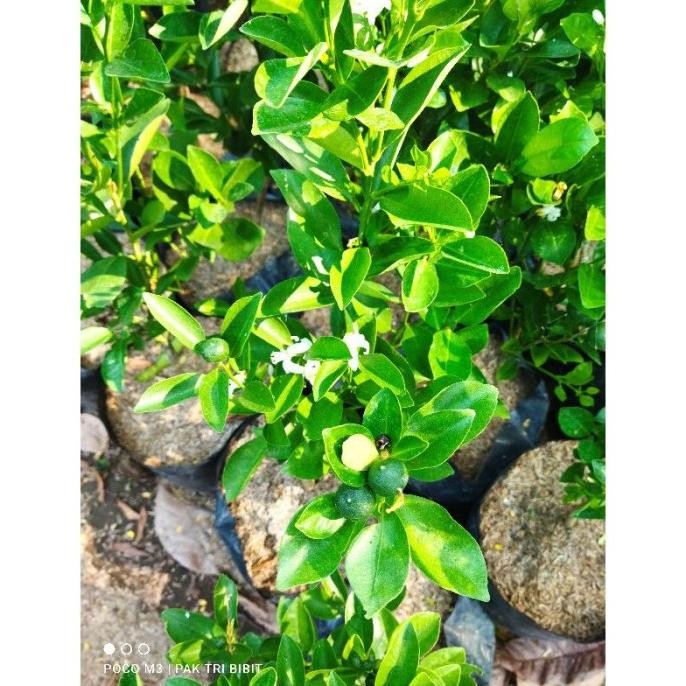 HARG4A DI BANTING TERBARU Produc Bibit Pohon Jeruk Kip/Lemon Cina Sdh