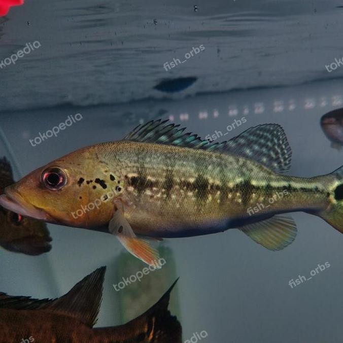 Hiasaan Aquarium Pbass Intermedia