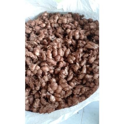 

Kencur Segar 1kg KENCUR/CIKUR Ciamis Wangi Pedas Enak Cocok Buat Bumbu Makanan Terutama Seblak RB10