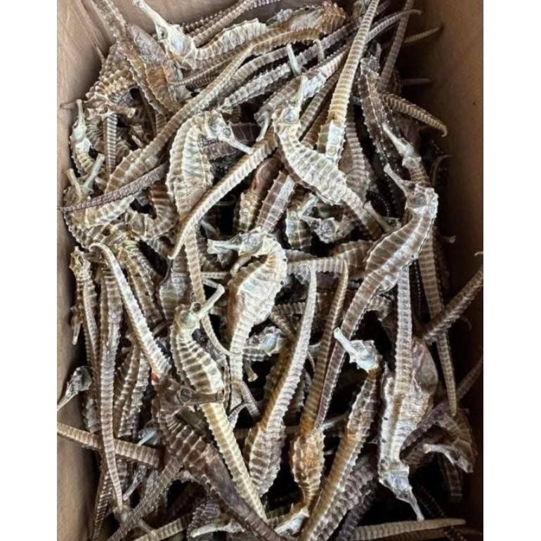 

Kuda Laut Kering Ready Kwalitas Super Karimun Jawa RB10