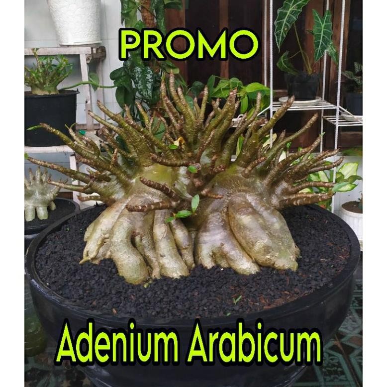 Promo Adenium Karakter | Godji | Nomsood | Arabicum Hybrid | Bonsai Kamboja | Arabicum Remaja | Kamb