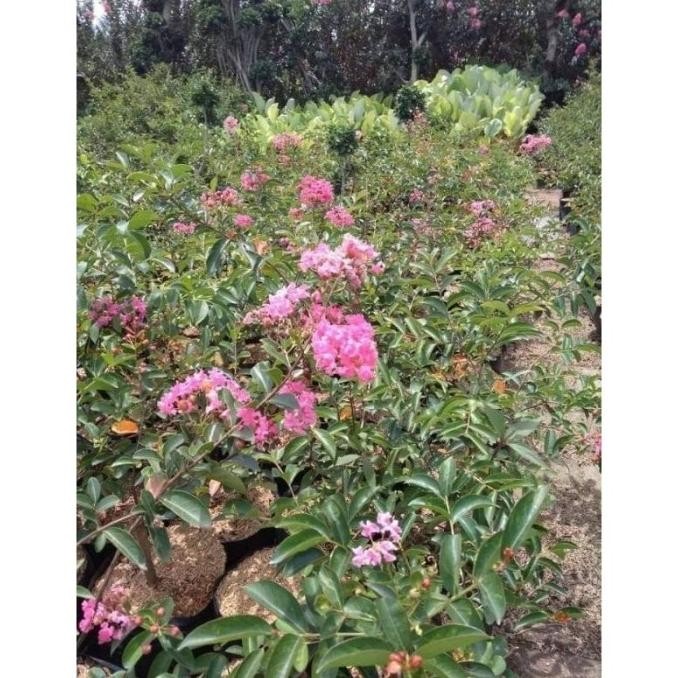 [Expert] Tanaman Bibit bunga sakura jepang sudah berbunga