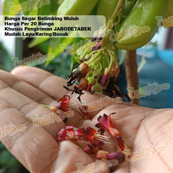 

bunga belimbing wuluh 20 bunga Asli fresh tanpa ada daunya murni bunganya saja (JABODETABEK)