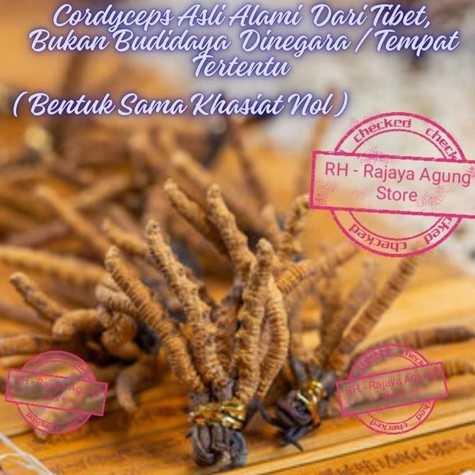 

1 gram Cordyceps Sinensis Golden Cordyseo Super King Dong Chong Xia Zao Tibet Top One