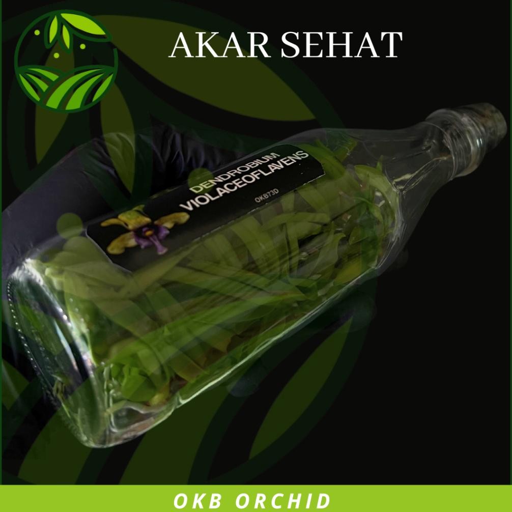 Lp_12 Anggrek Botolan Dendrobium Violaceoflavens Bibit Anggrek Dendro Besi Anggrek Besi Gd-8
