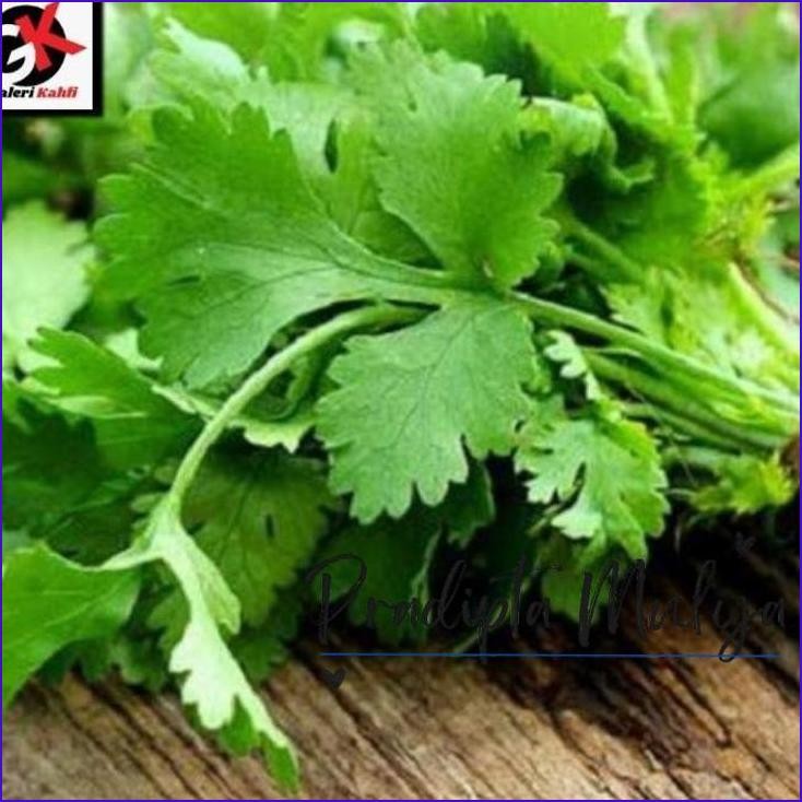 

Langsung Di Co Daun Ketumbar Segar Berkualitas Grade A - 100 Gram