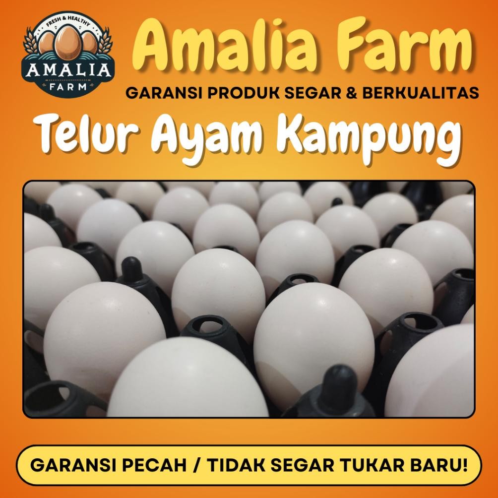 

AMALIA FARM - 1 BUTIR TELUR AYAM KAMPUNG KUNING PREMIUM