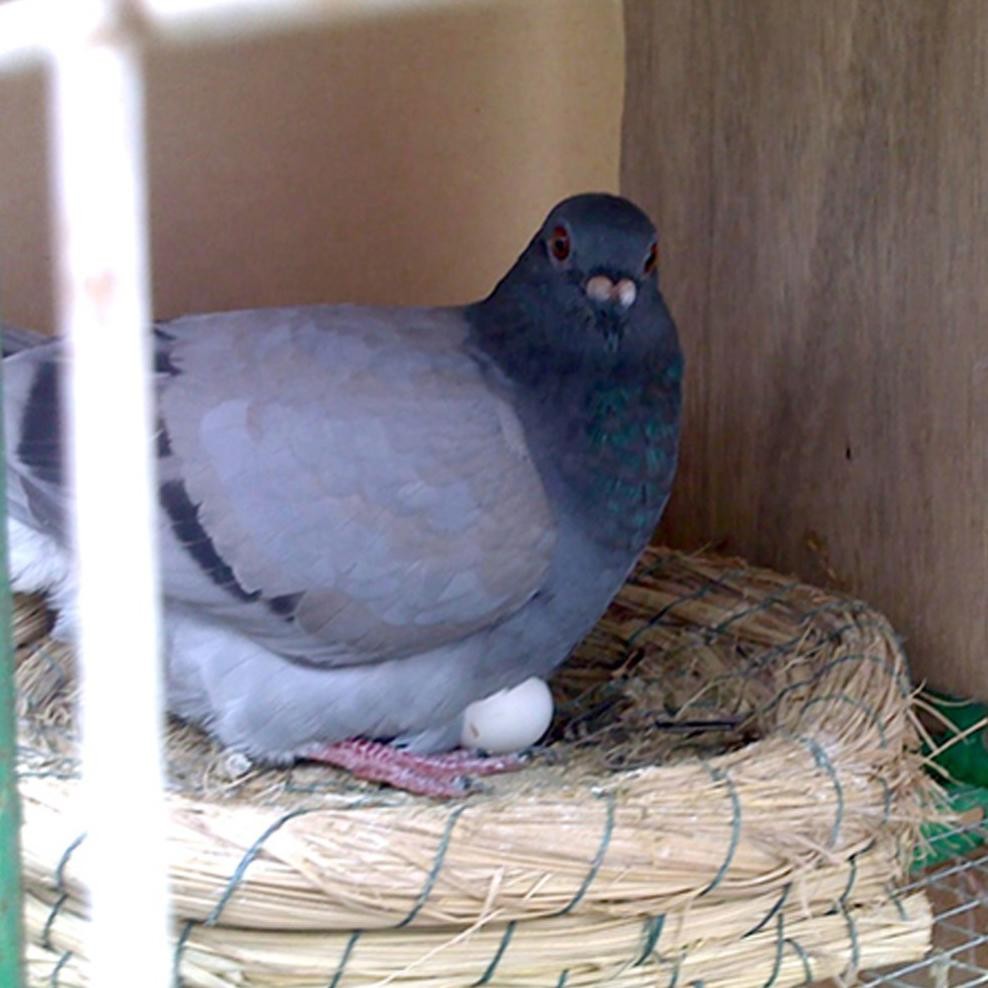 

10PCS TELUR MERPATI PLASTIK SIMULASI/SIMULATION PLASTIC PIGEON EGGS