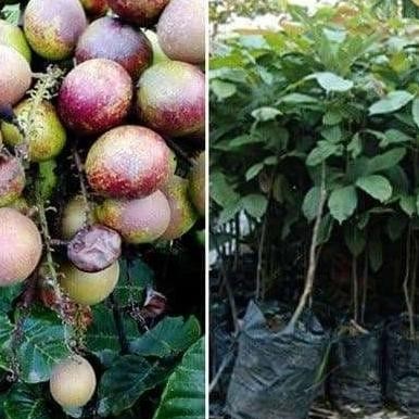 Cod Murah Bibit Matoa Pohon Matoa Bibit Buah Matoa Tanaman Matoa bibit FRESS