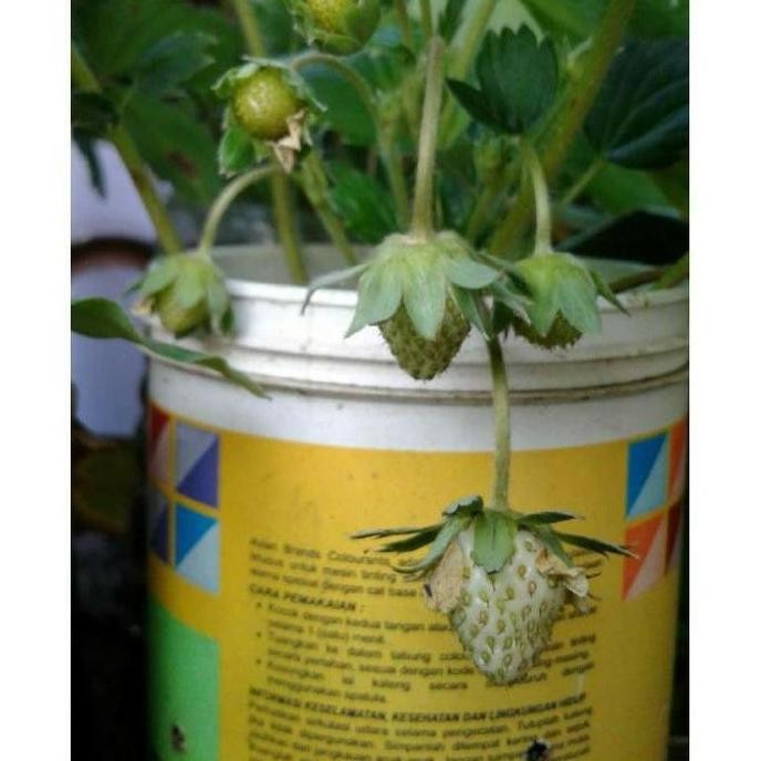 Terlaris Bibit Tanaman Buah Strawberry Putih-Bibit Strawberry FRESS