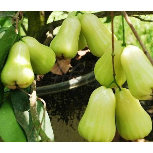 Bibit Tanaman Buah Jambu Air Madu Deli Segar ATV