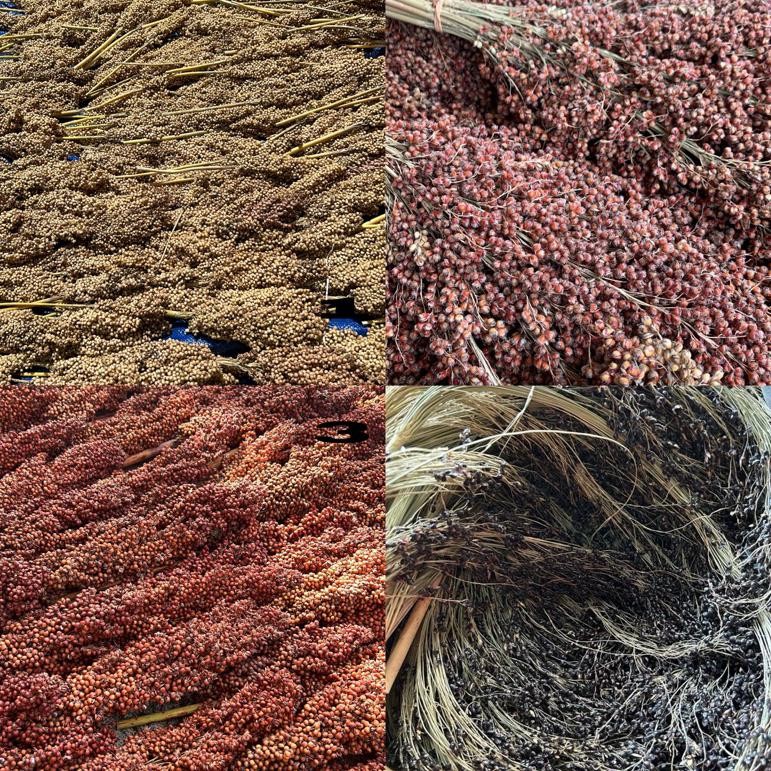 Sorgum Putih Merah Hitam Spray 1KG | Sorgum Hamster | White Sorgum | Black sorgum | Red Sorgum | Sor