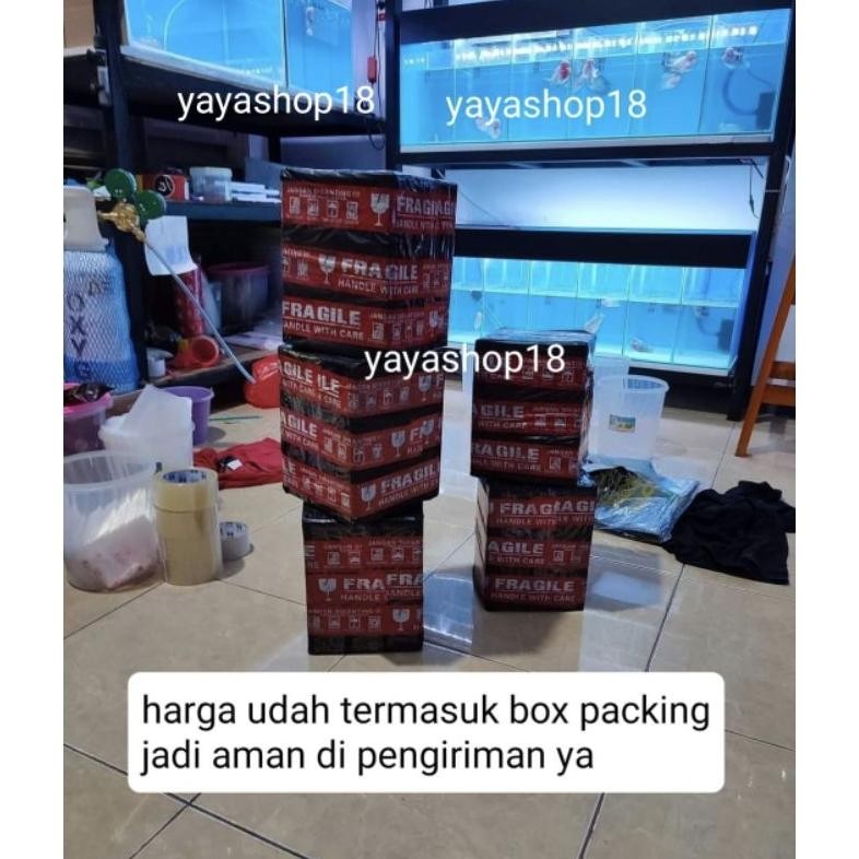 Kuke Louhan Srd / Srm Ori Thailand Kualitas Bagus Hiasan Aquarium Dar-10