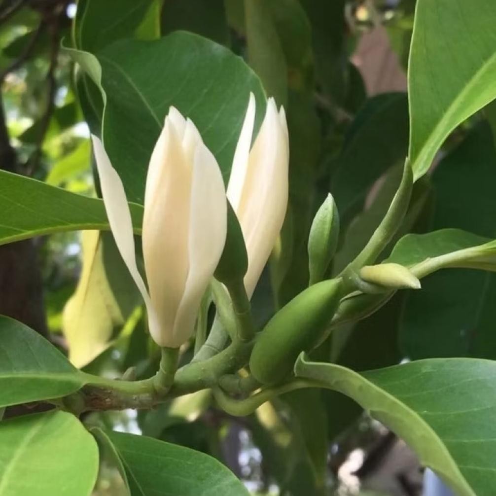 Kantil Putih - Bibit Tanaman Bunga Kantil Putih - Tanaman Bunga Cempaka Kantil Putih