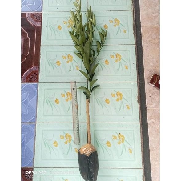Bibit Jeruk Santang Madu Ukuran Besar