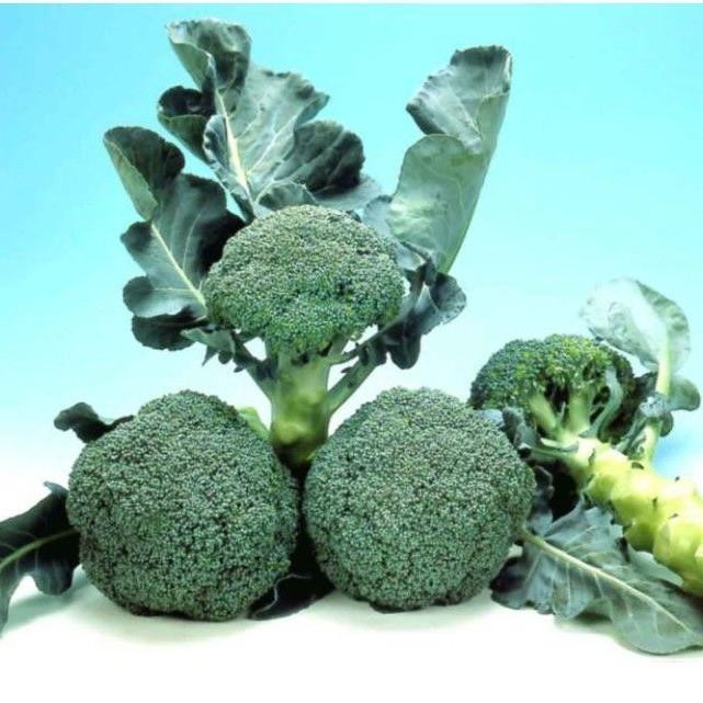 

Cod - 15 Biji - Benih Brokoli Hijau Ludy F1 Import - Toleran Panas - Bibit Sayuran Benih Sayuran