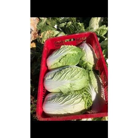 

Cod - 20 Biji Benih Sawi Putih Slobor F1 Import Quality Seed, Bibit Sayuran