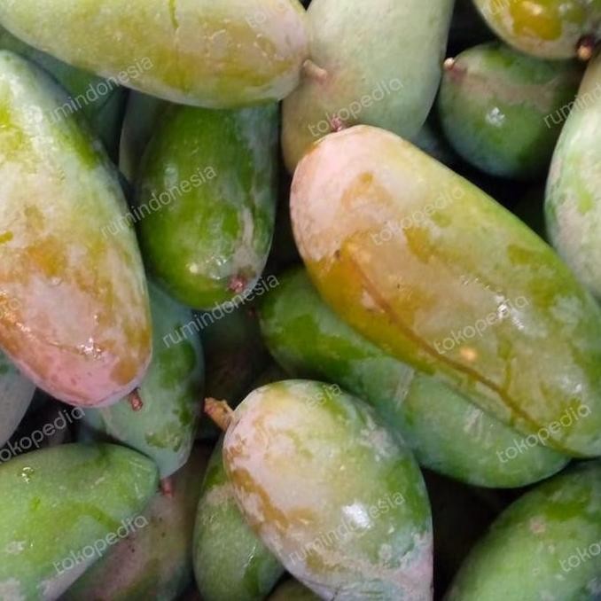 New Edition Mangga Kiojay Thailand/ Buah Mangga Thailand Kiojay
