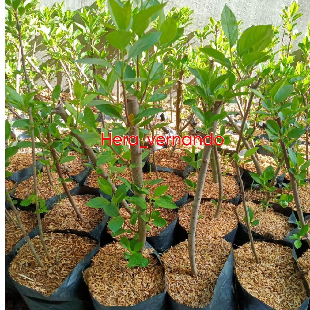 Bibit Apel Fuji Batang Besar Spesial