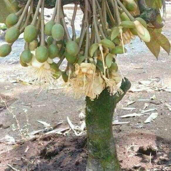 

LS bibit durian musaking kaki 3 super cepet buah