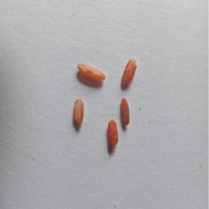 

LS BERAS MERAH Organik 5 butir (5Bulir)