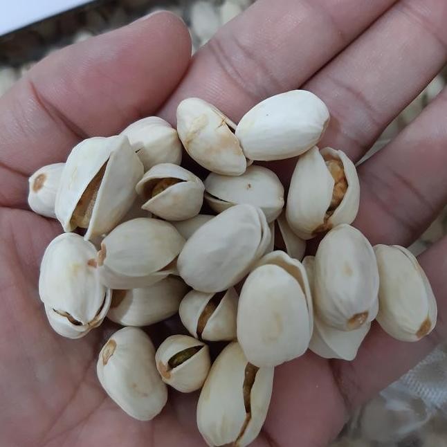 

Kacang Pustachio Panggang Roasted Pistachio 1Kg