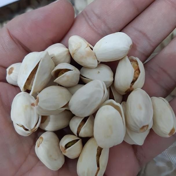 

Kacang Pistachio Panggang Roasted Pistachio Gr