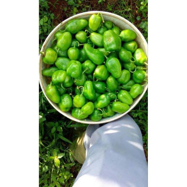 

Hemat Cabe Gendot Segar 500 Gram - Fresh Organik
