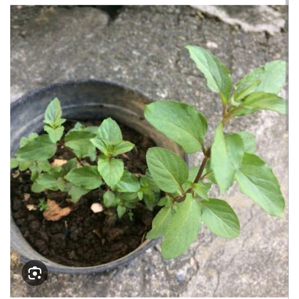 

Daun Gegarang Gayo Rempah Untuk Masakan Asam Jing Pengat Dedah Khas Gayo