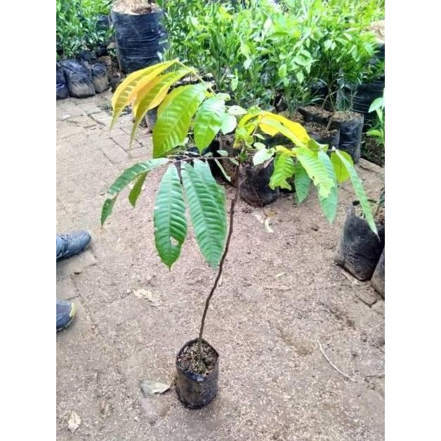 PREMIUM Bibit Tanaman Buah Matoa-Bibit Matoa Okulasi