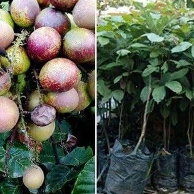 PREMIUM Bibit Matoa Pohon Matoa Bibit Buah Matoa Tanaman Matoa berbuah banyak