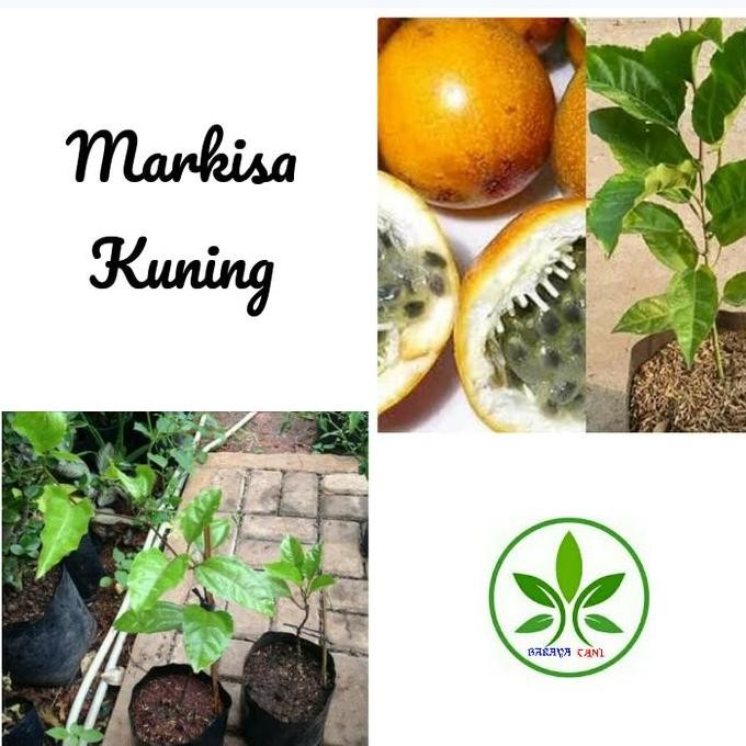 PREMIUM Bibit pohon Markisa Kuning/Tanaman Merambat buah Markisa Kuning