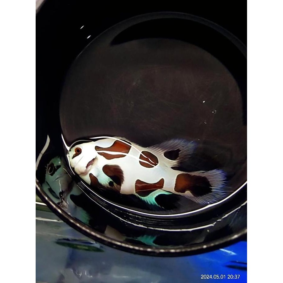 New  Second Generation Black Strom Longfin Clownfish