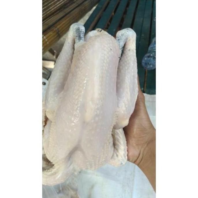 

AYAM KAMPUNG SMALL 600-650 gr