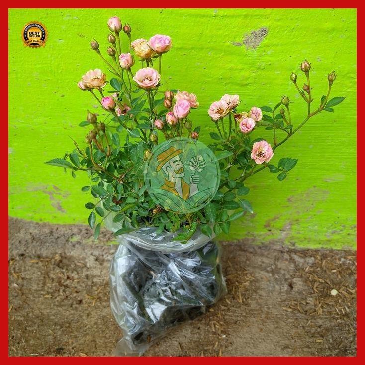 (Ready) Bibit Tanaman Mawar Baby Rose Mawar Kecil Baby Murah Bestseller