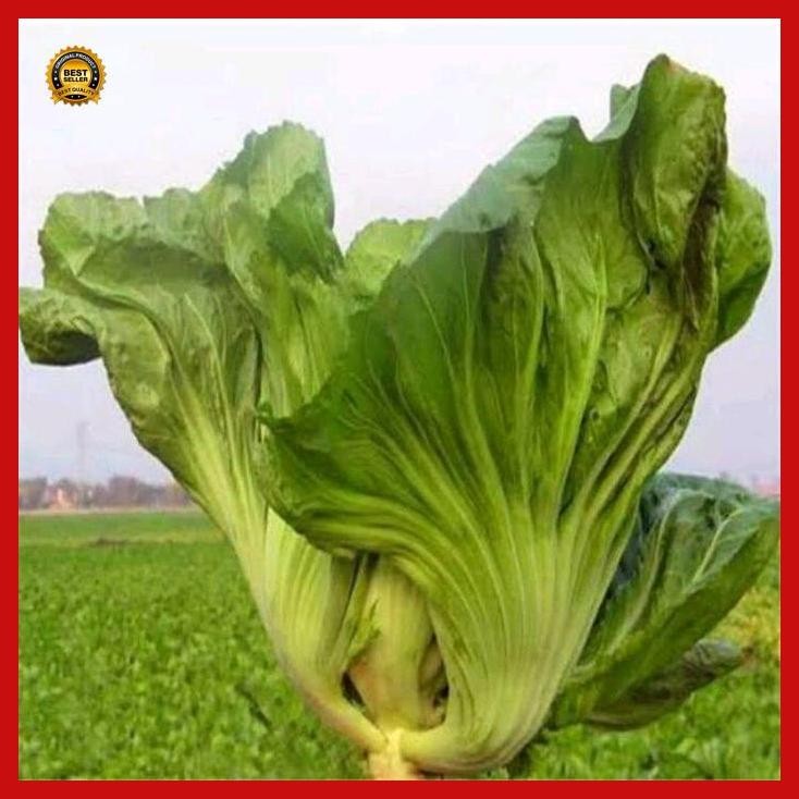 (Diskon) Benih Sawi Pahit Morakot Cap Panah Merah Bestseller