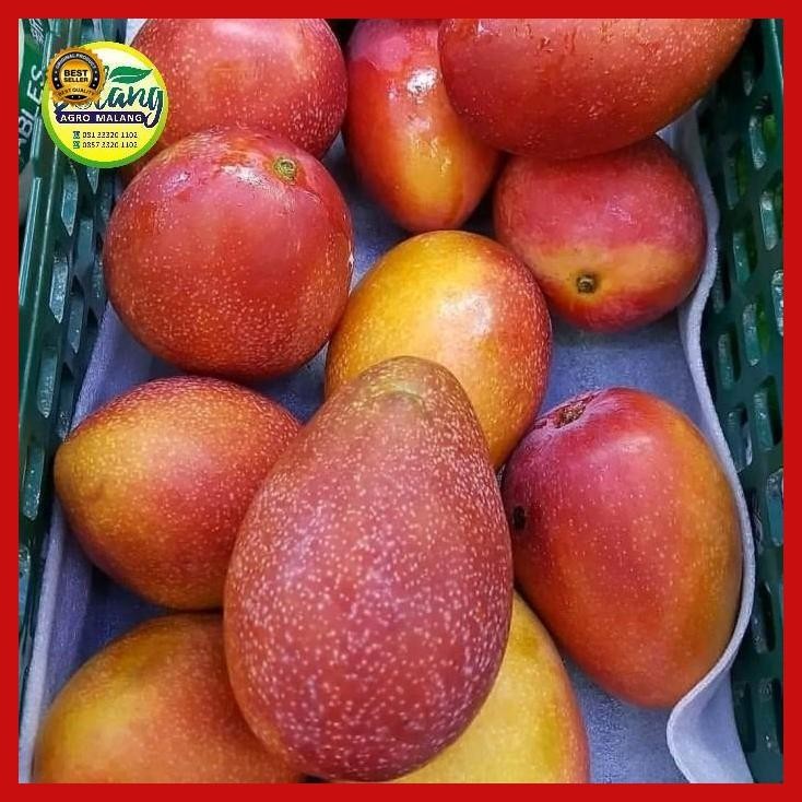 

(Termurah) Mangga Yuwen 6 Bestseller