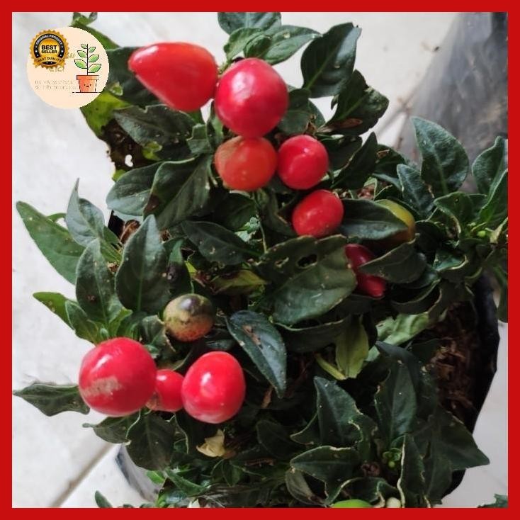 

(Ready) Tanaman Cabe Pelangi Cabai Ungu Cabai Hitam Bestseller