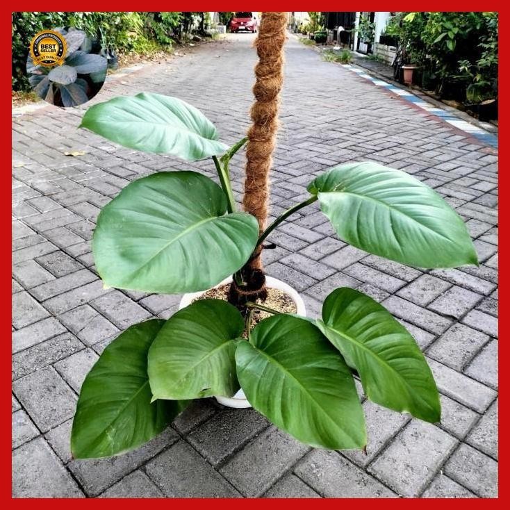 (Ready) Tanaman Sirih Gading Jumbo/Jade Pothos Jumbo On Pot Gentong No. 30 + Turus 120 Cm Real Pict 