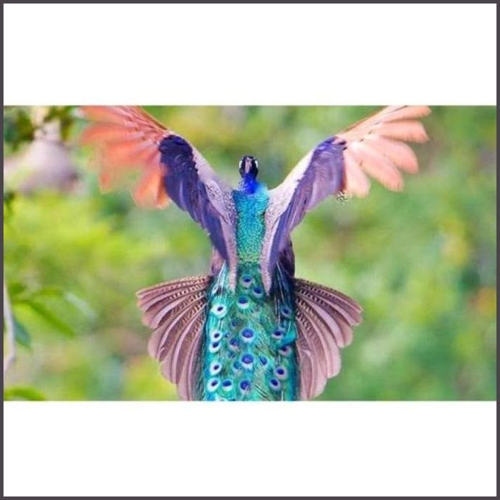 

FRESHH TELUR AYAM MERAK PHEASENT FERTIL FRESH / SIAP TETAS TERBARU