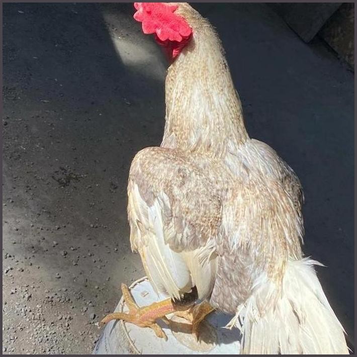 

FRESHH TELUR AYAM GORILA BOBOT 5KG UNTUK DITETASKAN TERBARU