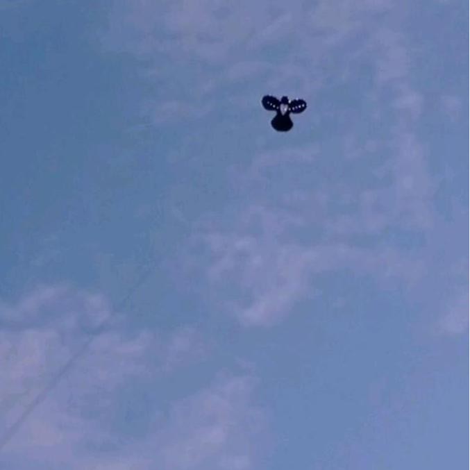 LAYANGAN BURUNG SAMPUL PLASTIK, SUDAH TALI KAMA