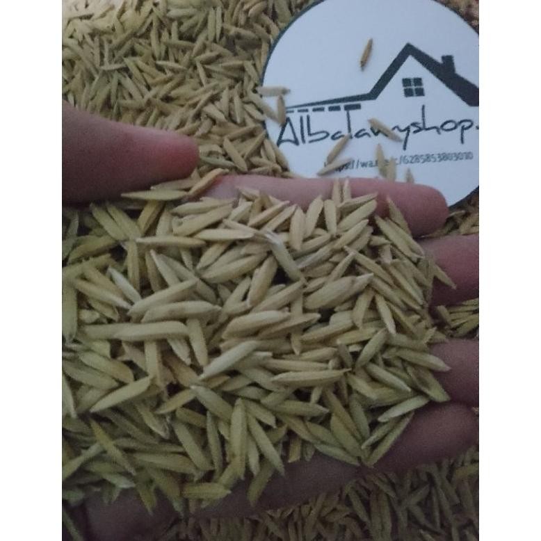 Benih Padi Basmati Aromatik 1Kg (Basmati/Baroma 1121)