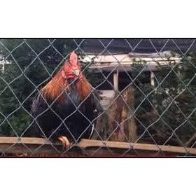 Jaring Pengaman Pagar lebar 3 meter x panjang 25 meter/Jaring Kolam Ikan/Jaring Pagar Ayam/Jaring Lu